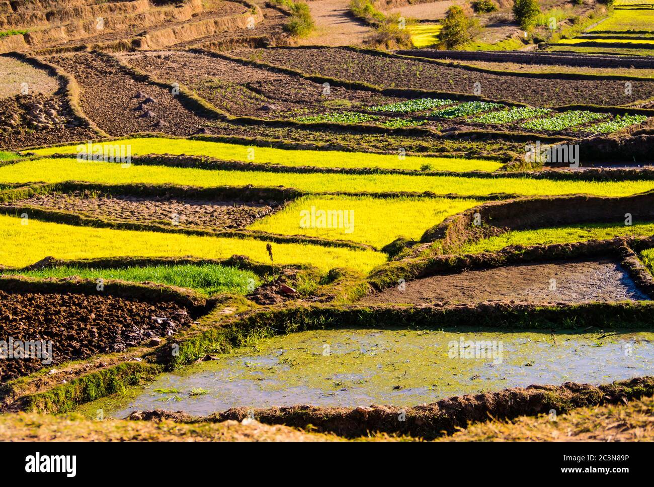 Paesaggio impressionante nelle alture del Madagascar, con risaie terrazzate in molteplici sfumature di verde Foto Stock