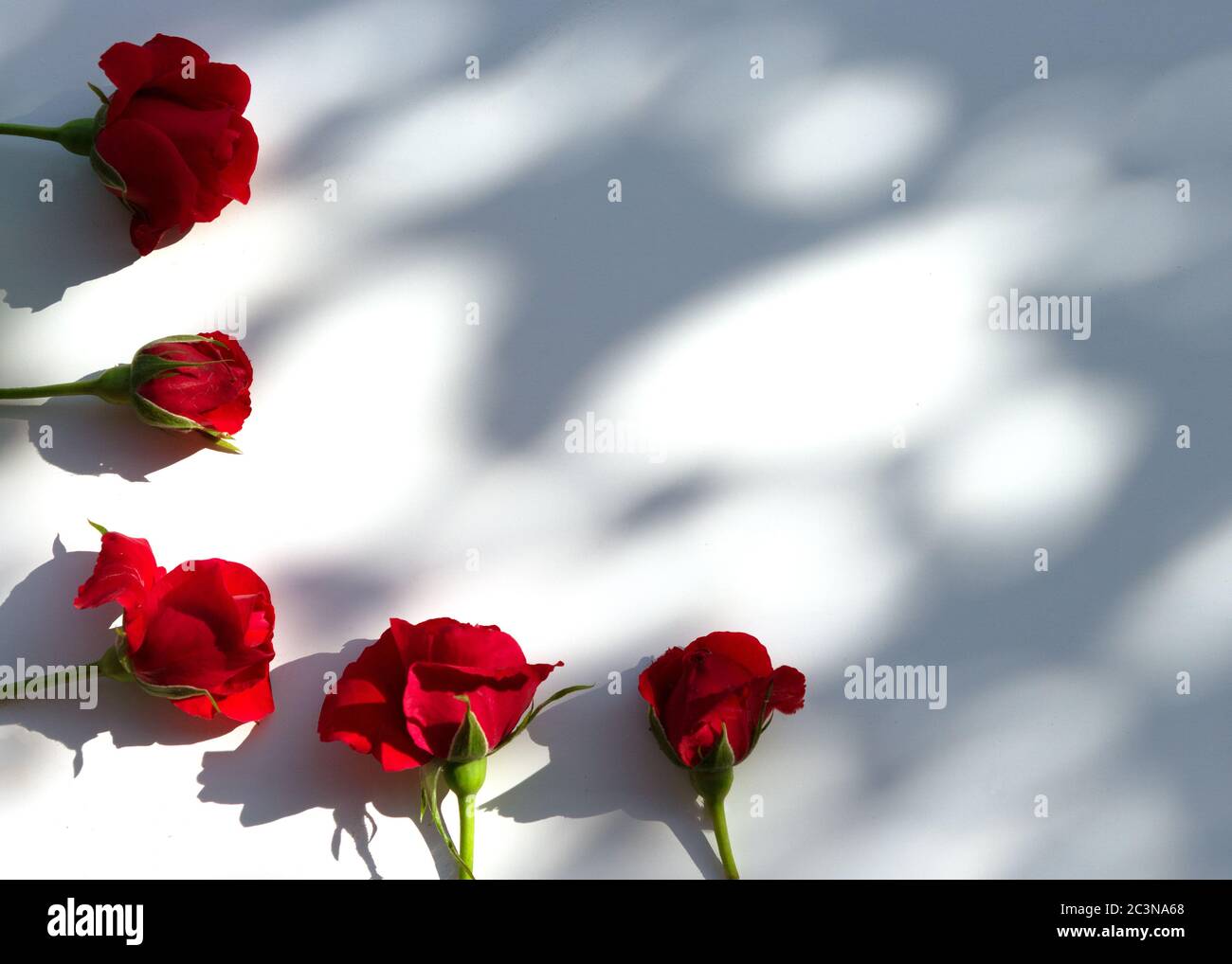 Layout creativo realizzato con fiori di rose rosse su sfondo bianco. Concetto minimo estivo con luce e ombre dure. Foto Stock