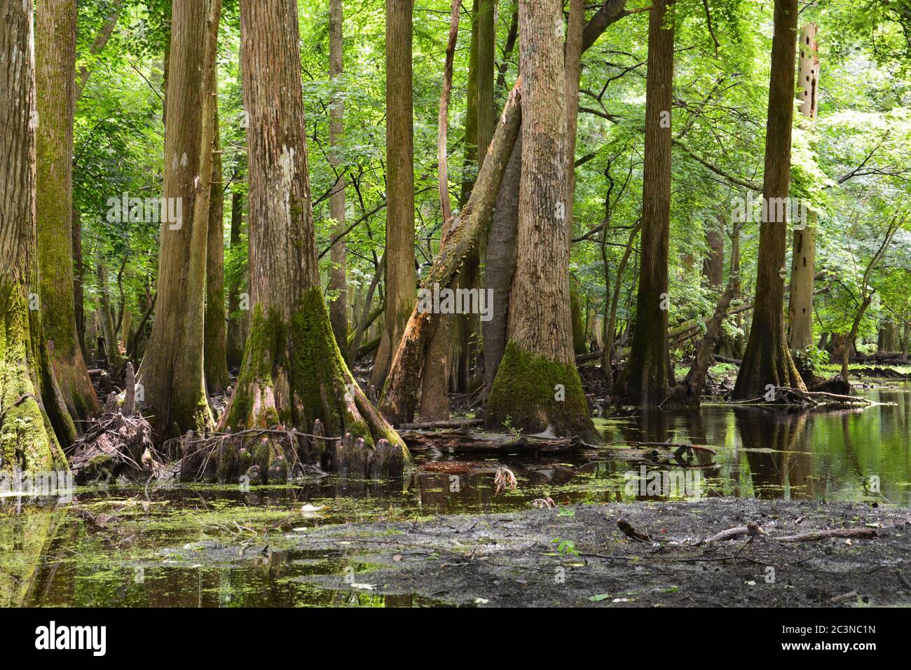 Cypress alberi nelle acque paludose del Merchants Milllond state Park in North Carolina. Foto Stock