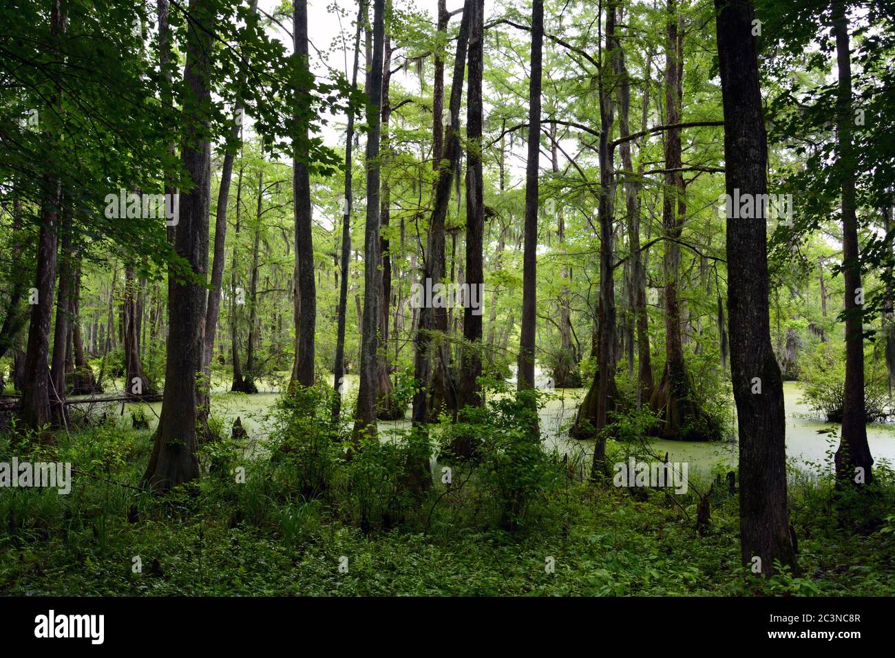 Cypress alberi nelle acque paludose del Merchants Milllond state Park in North Carolina. Foto Stock