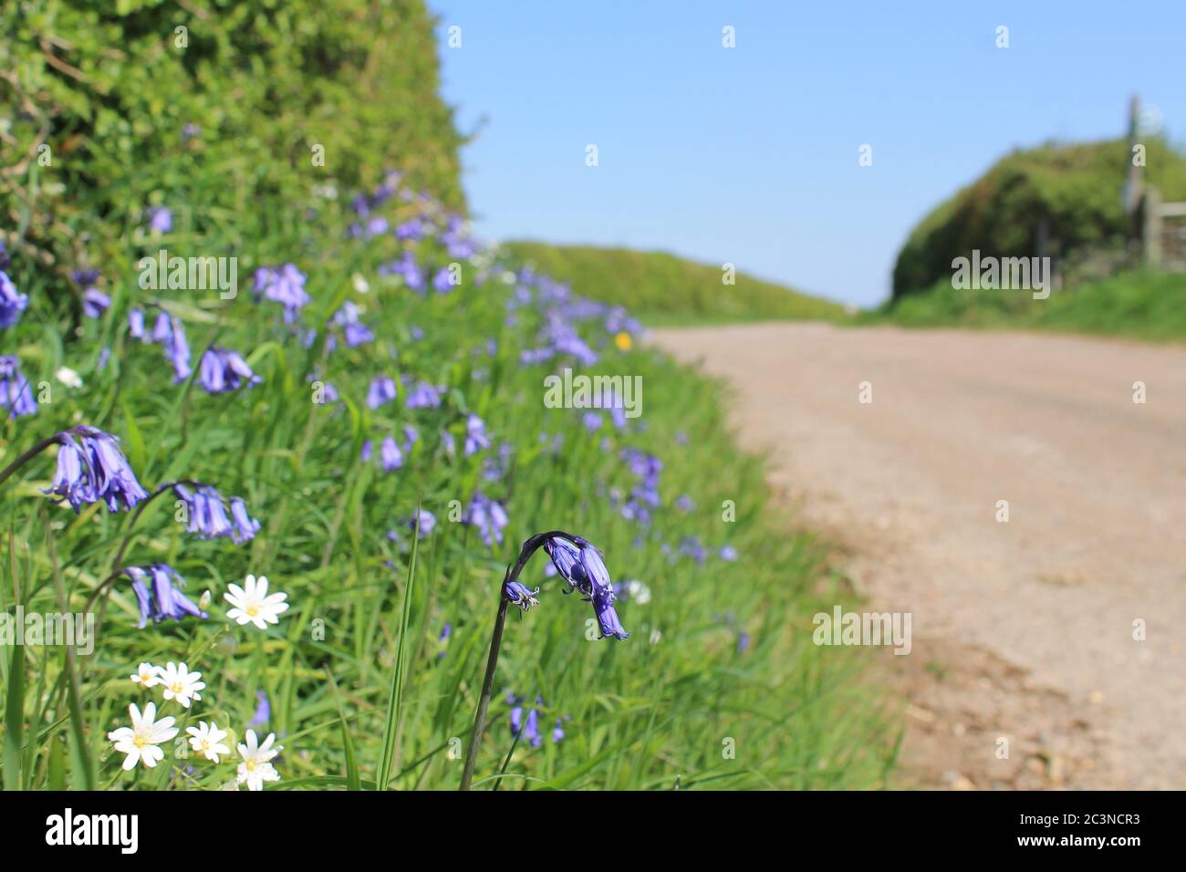 Bluebells (Hyacintoides non-scripta) fiorendo sotto una siepe su una strada che si erge su un giorno di sole Foto Stock