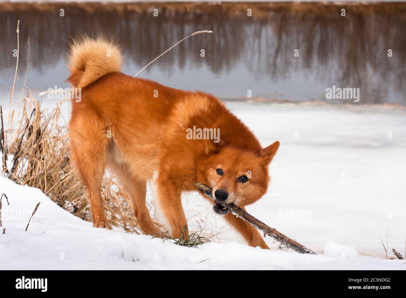 cane da caccia che gioca con un bastone Foto Stock