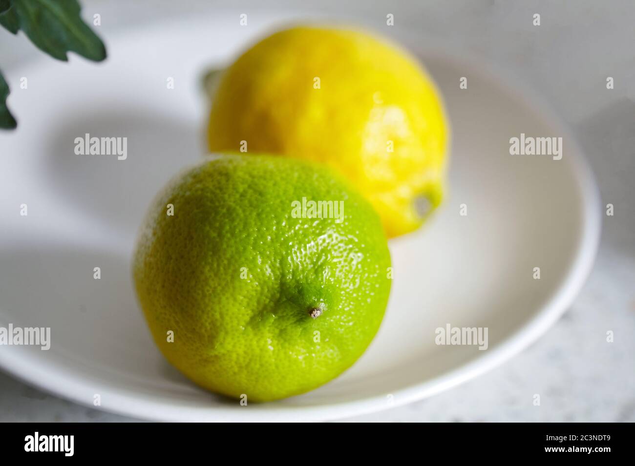 Limoni giacenti su un piatto bianco, fuoco selettivo. Limoni verdi e gialli su sfondo sfocato, agrumi, chiocciolamento Foto Stock