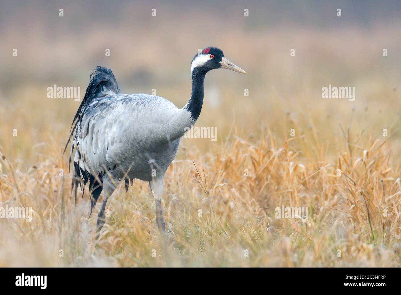 Gru comune, grande uccello grigio Foto Stock