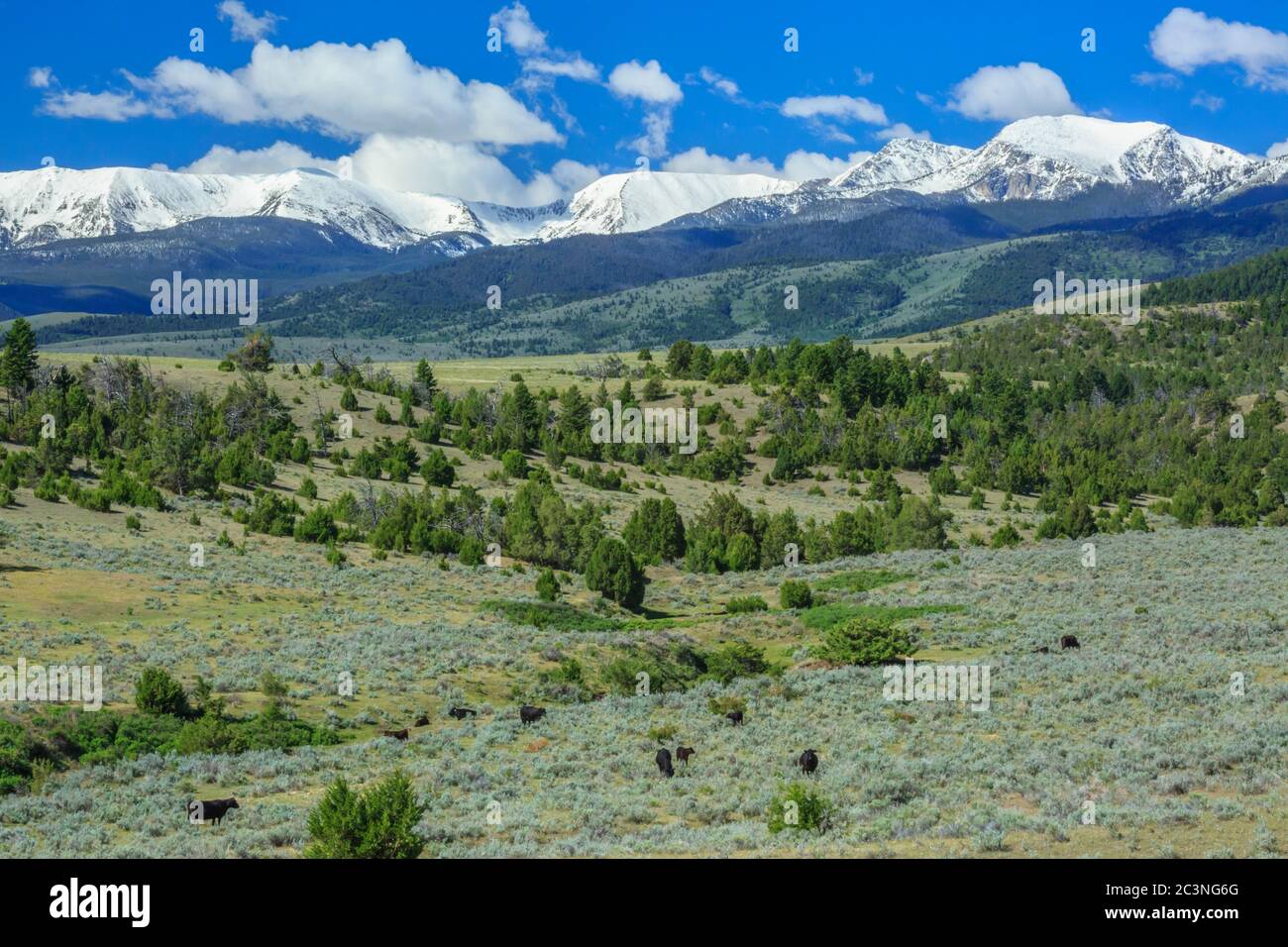 bestiame che pascolano ai piedi delle colline sotto le montagne della radice del tabacco vicino harrison, montana Foto Stock