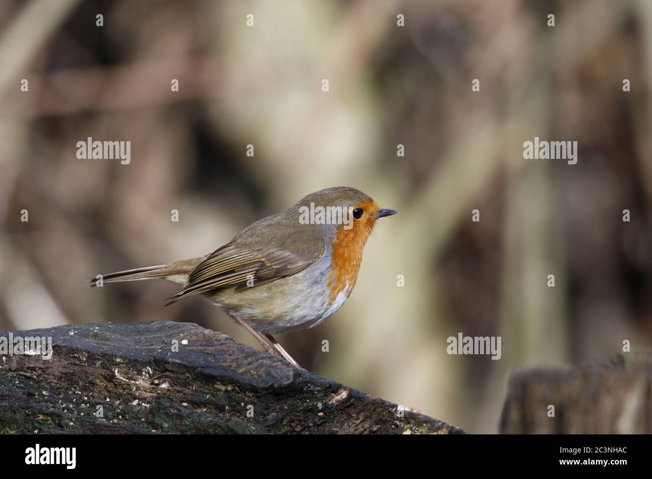 Robin eurasiatico arroccato nei boschi Foto Stock