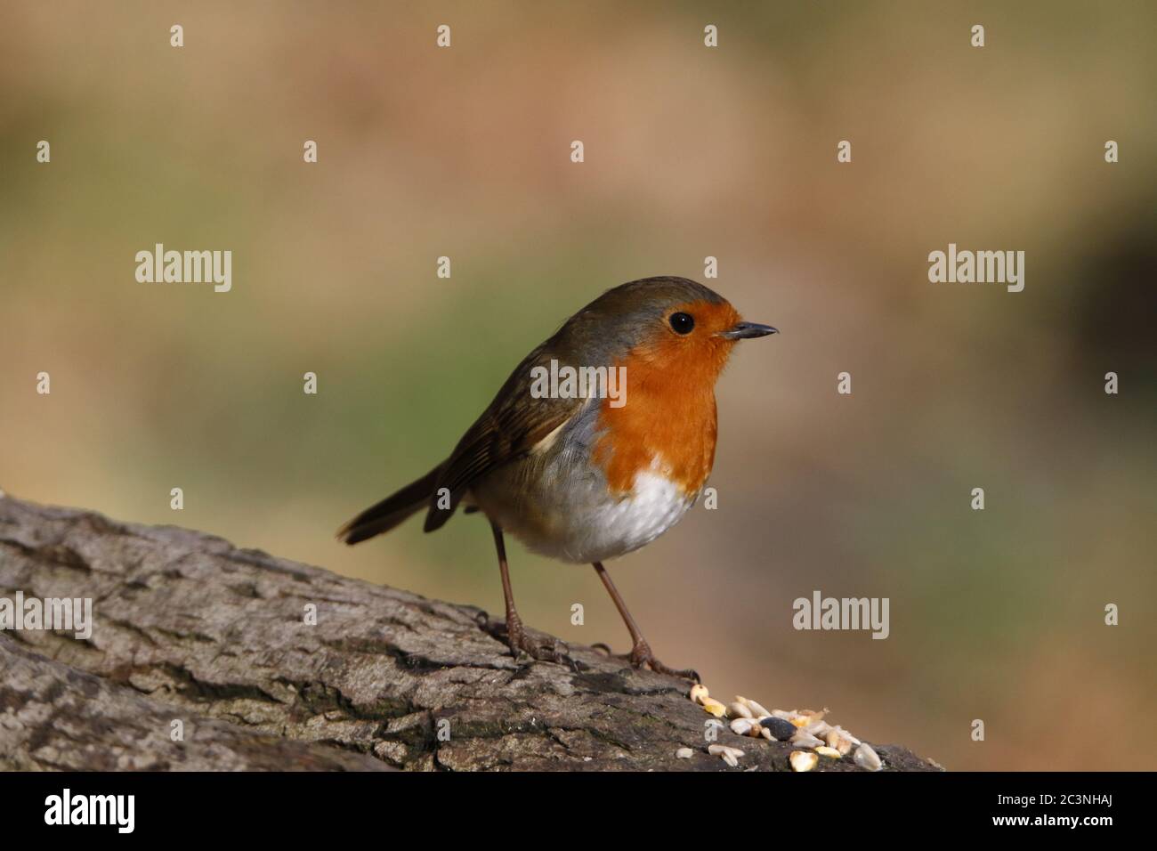 Robin eurasiatico arroccato nei boschi Foto Stock