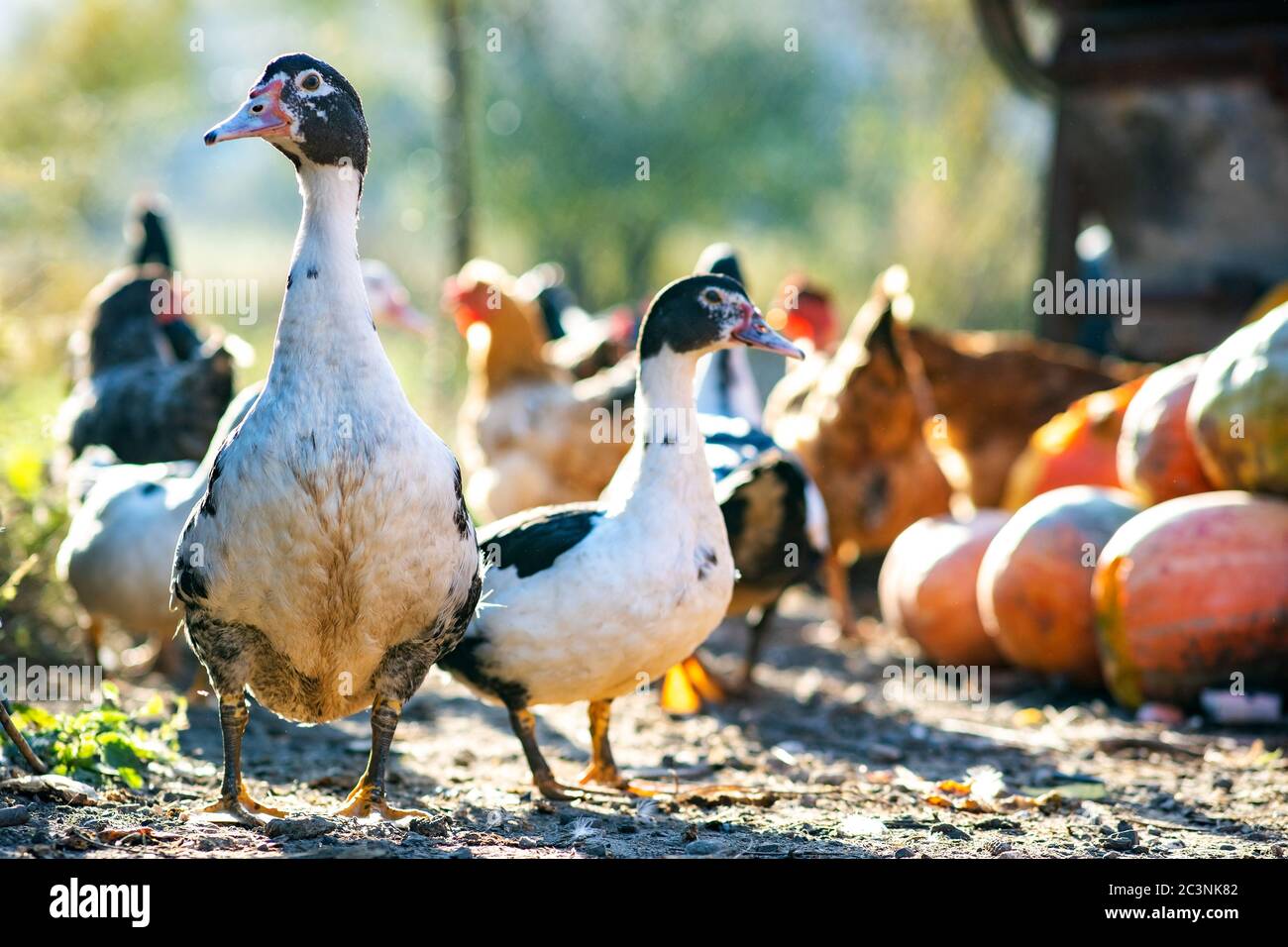 Anatre alimentano su barnyard rurale tradizionale. Particolare di una testa d'anatra. Primo piano di uccelli acquatici in piedi sul cortile fienile. Concetto di allevamento di pollame di gamma libera. Foto Stock