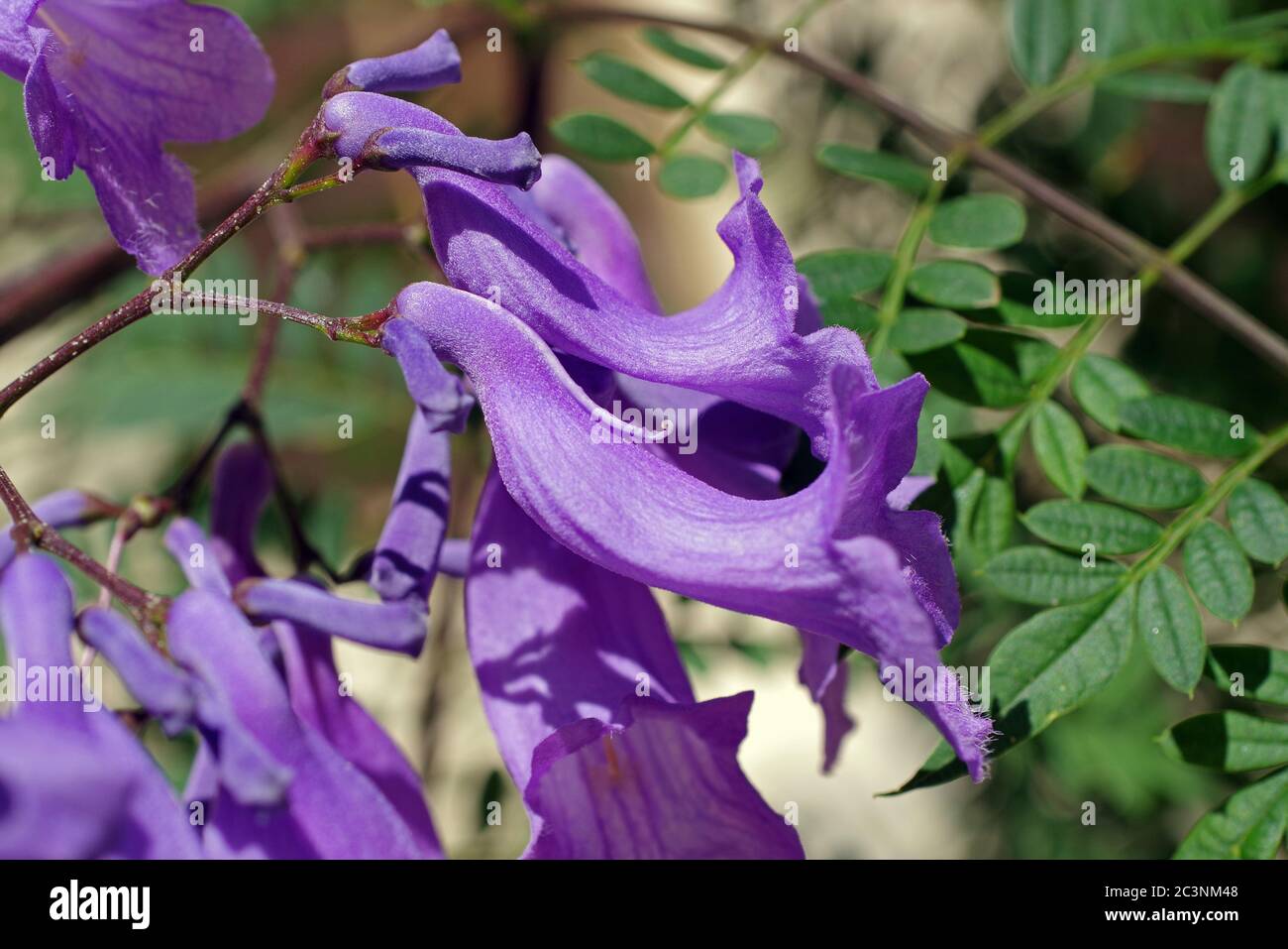 La jacaranda blu (jacaranda mimosifolia) fioritura in Sardegna, Italia Foto Stock