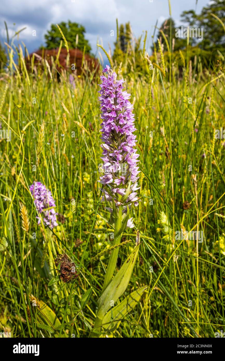 Orchidea macchia comune viola (Dactylorhiza fuchsii) fioritura nel prato alpino, RHS Giardino Wisley, Surrey, in tarda primavera / inizio estate Foto Stock