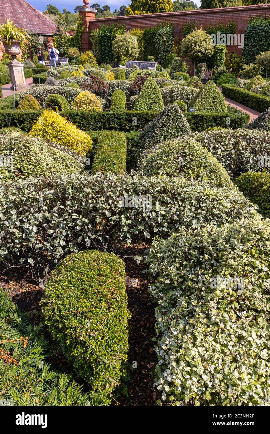 Il giardino del nodo con i cespugli di topiary tagliati puliti nei giardini murati a Wisley di RHS Garden, Surrey, Inghilterra sudorientale, in estate Foto Stock