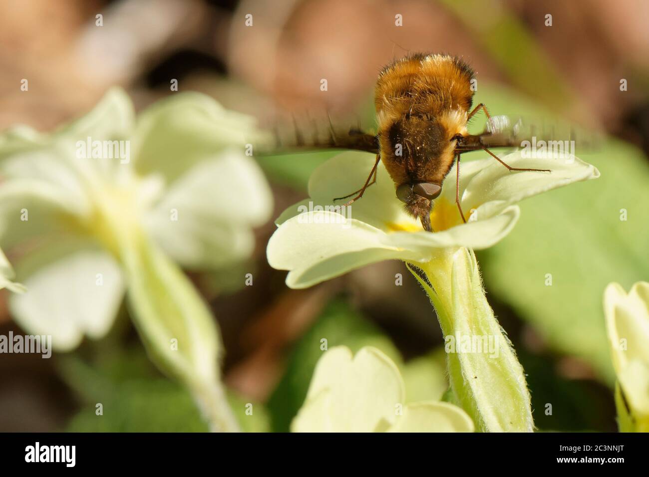 Mosca punteggiata dell'ape (Bombylius discolor) inserendo il suo lungo proboschi in un fiore di Primula (Primula vulgaris) per nutrirsi sul nettare, Wiltshire Garden, UK Foto Stock