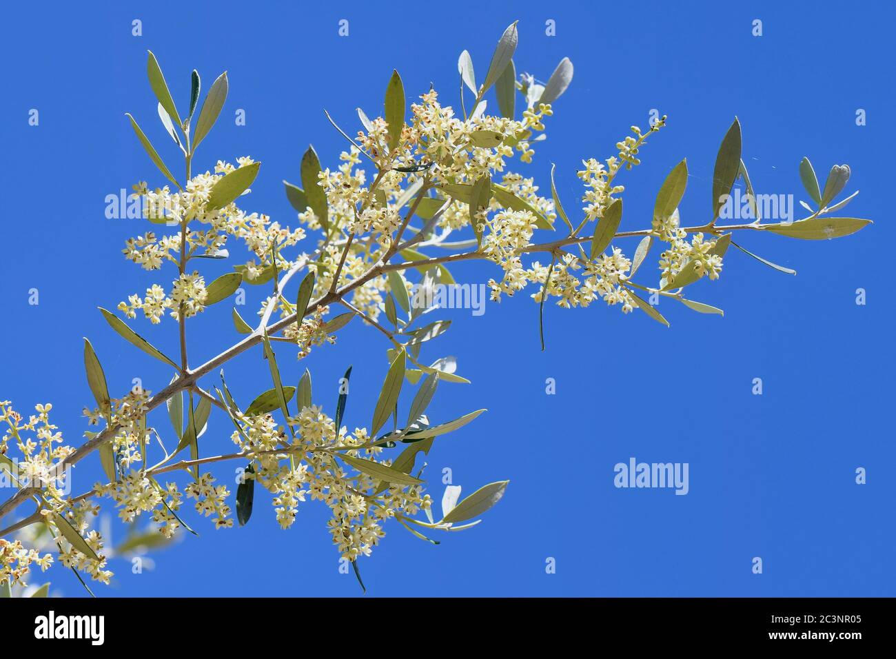 Fiori di olivo (Olea europaea), Mallorca, Spagna, giugno. Foto Stock