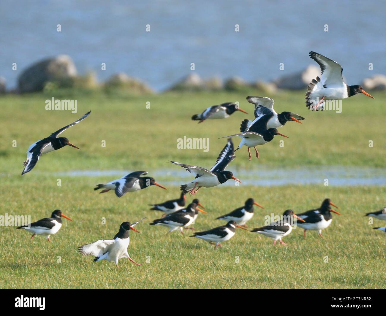 Oystercatchers (Haematopus ostralegus) atterrando su praterie umide a Baiter Park, Poole, Dorset, Regno Unito, dicembre. Foto Stock