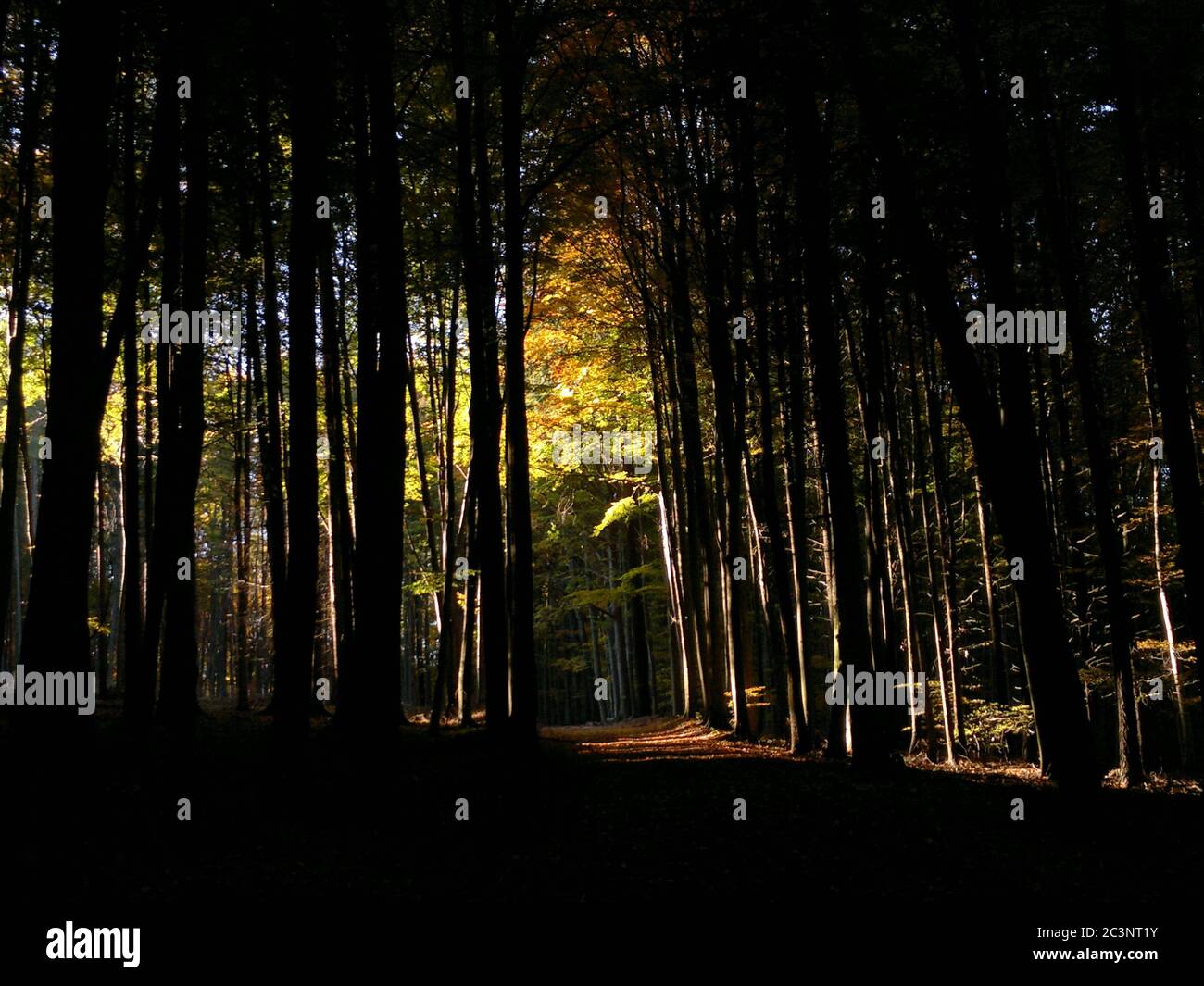 Un'immagine mozzafiato di una foresta misteriosa ombreggiata, ideale per sfondi Foto Stock