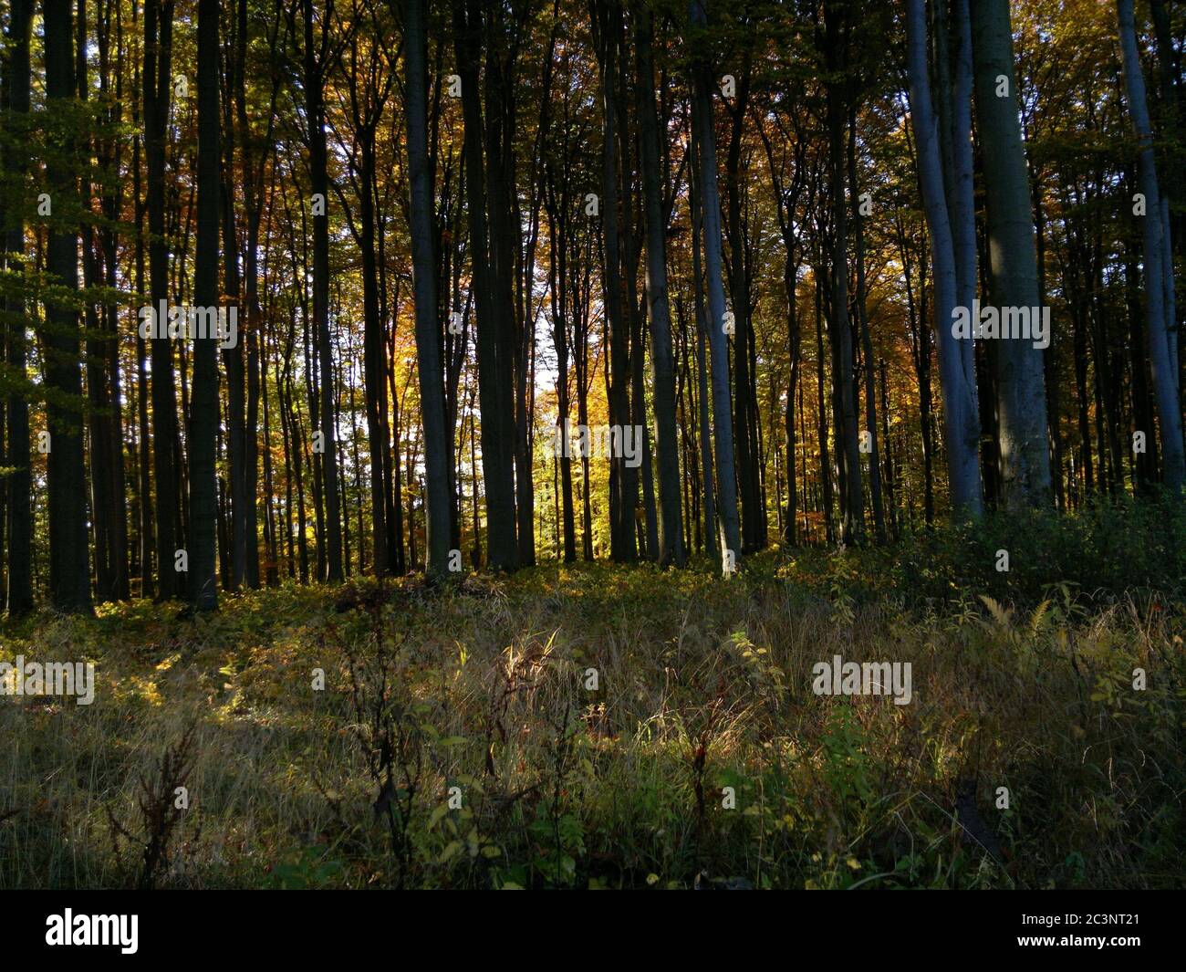 Bella foto di una foresta ombreggiata con alberi giganti - ideale per gli sfondi Foto Stock
