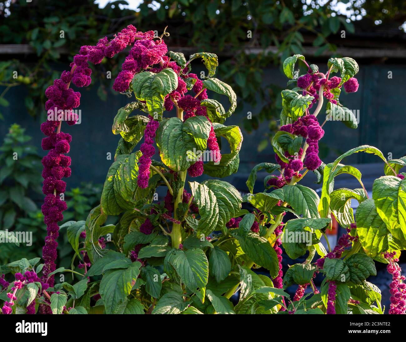 In un giardino di dacha bulgaro Foto Stock