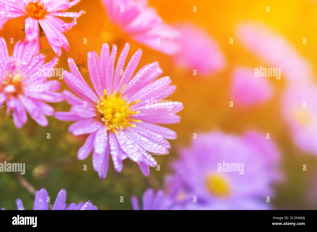 Margherite blu con gocce di rugiada alla luce del sole. Foto Stock