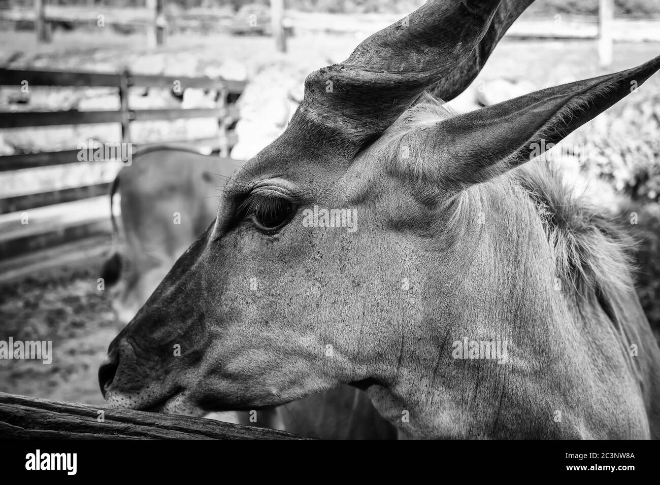 Wild saber antilope in natura, animali erbivori, paesaggio Foto Stock