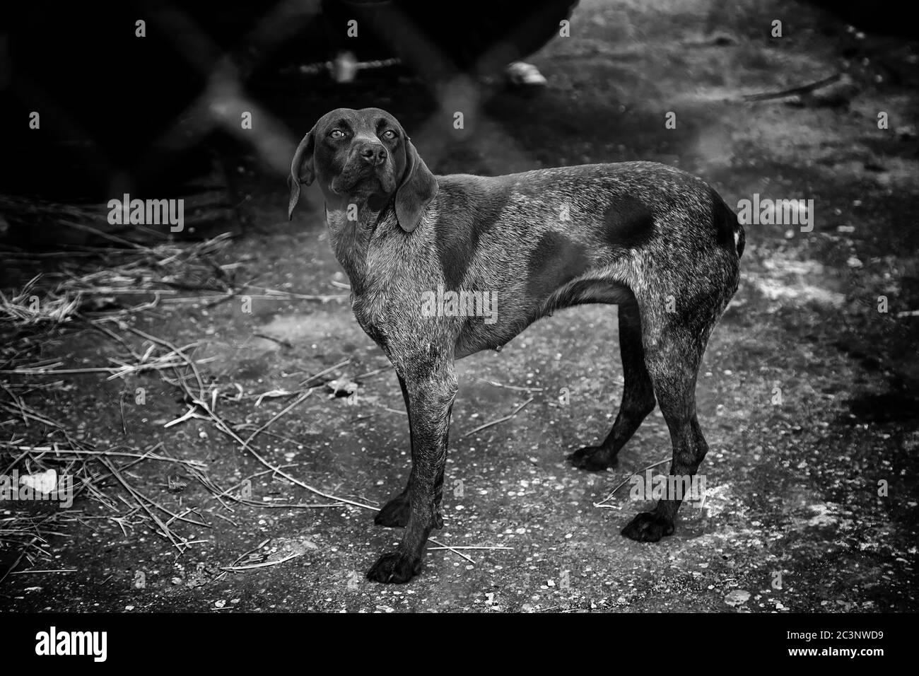 Bloccato allevamento cani abbandonati, la tristezza Foto Stock