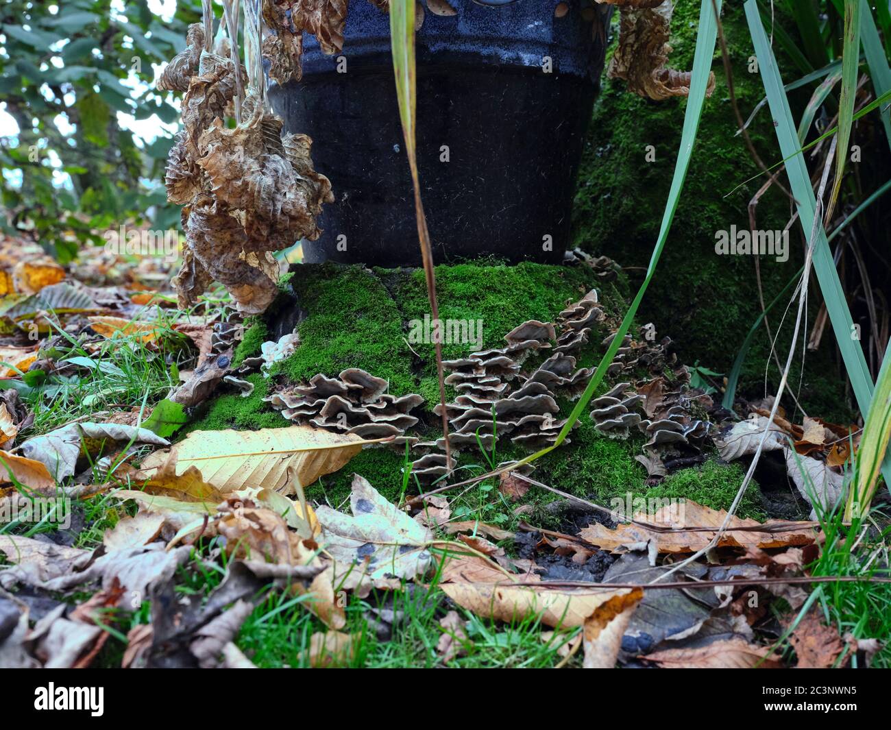 Un'immagine granulosa del fungo dell'autunno che cresce su un vecchio ceppo di alberi nel piccolo giardino amatoriale a 900ft in Nidderdale Foto Stock