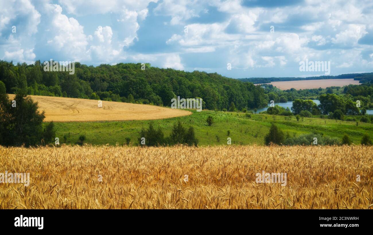 Paesaggio agricolo. Raccolto di grano, e cielo nuvoloso. Foto Stock