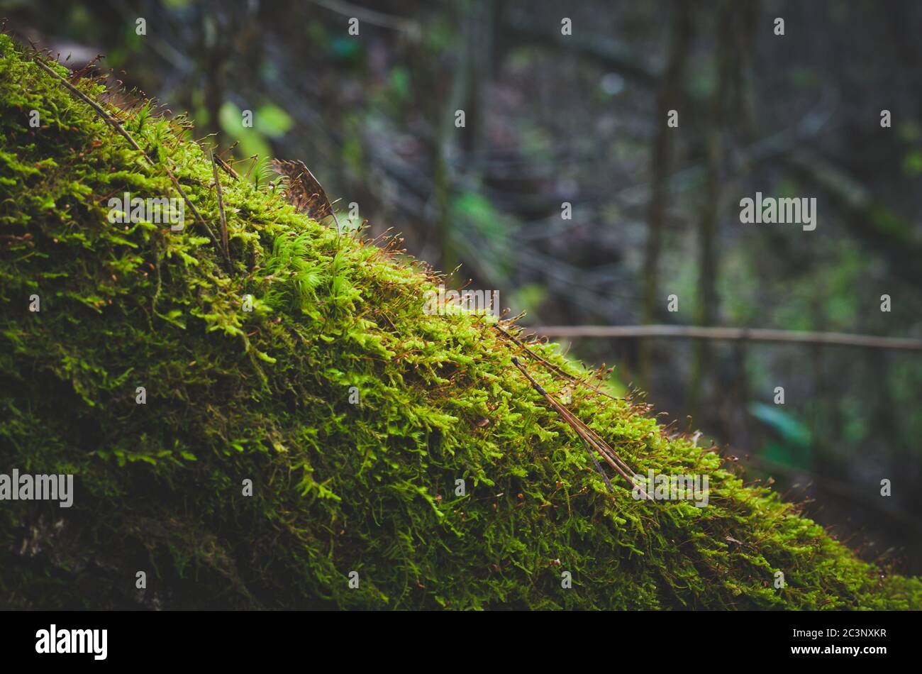 Il tronco dell'albero coperto di muschio. Foto Stock