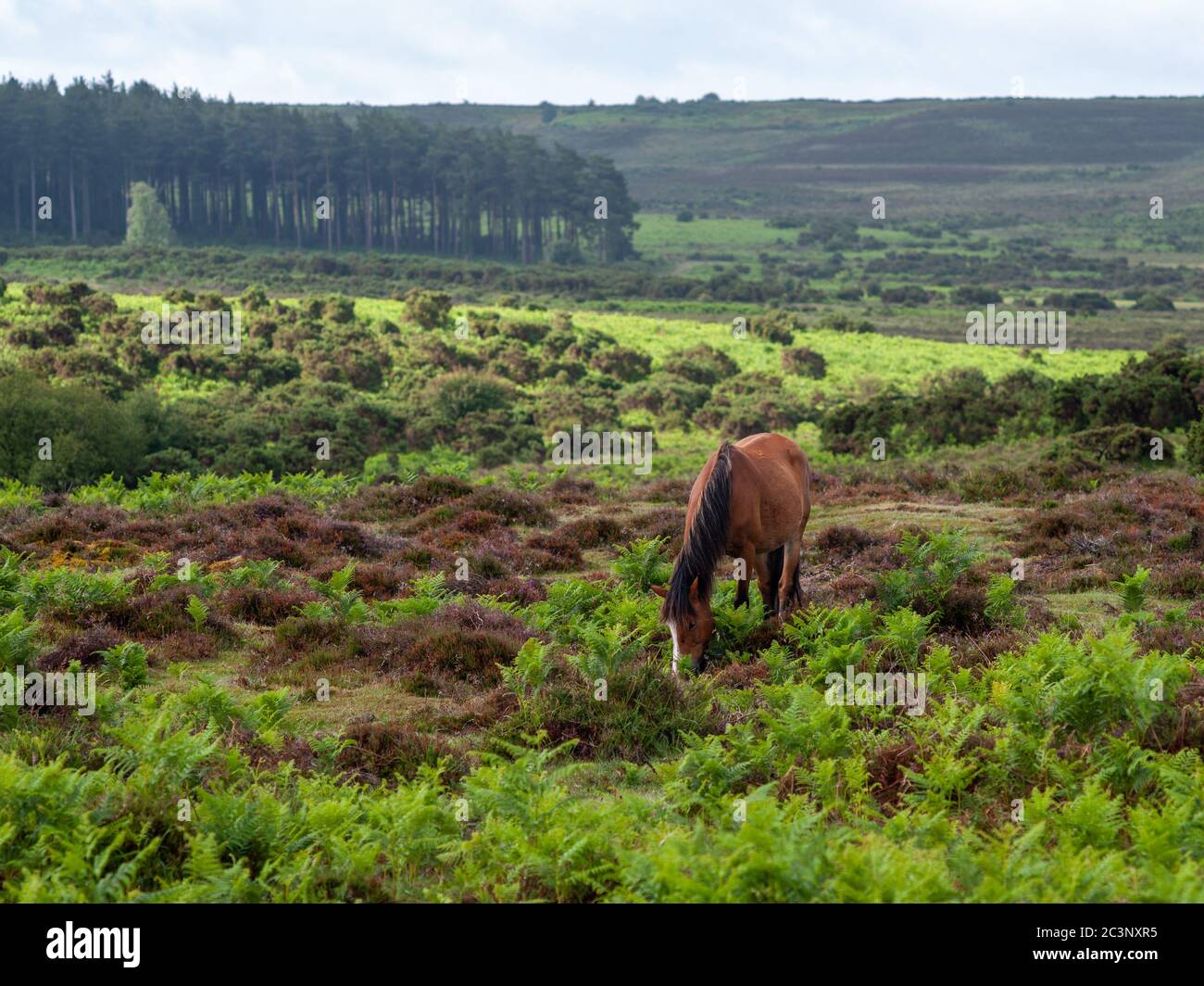 Pony della Foresta Nuova in paesaggio verde con pini, Hampshire, Regno Unito Foto Stock