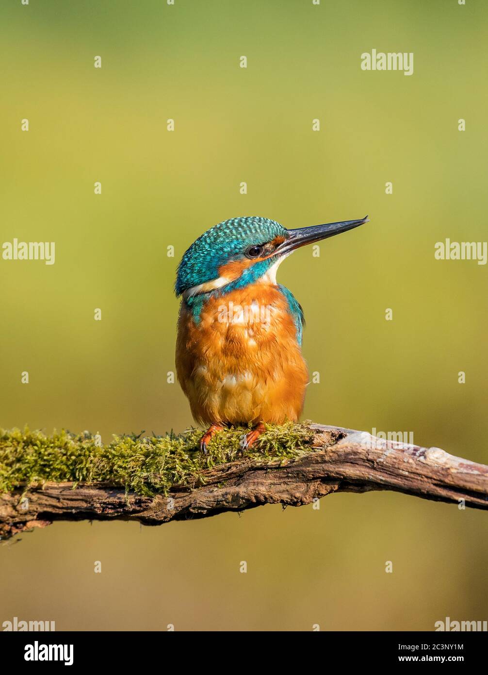 Kingfisher Foto Stock