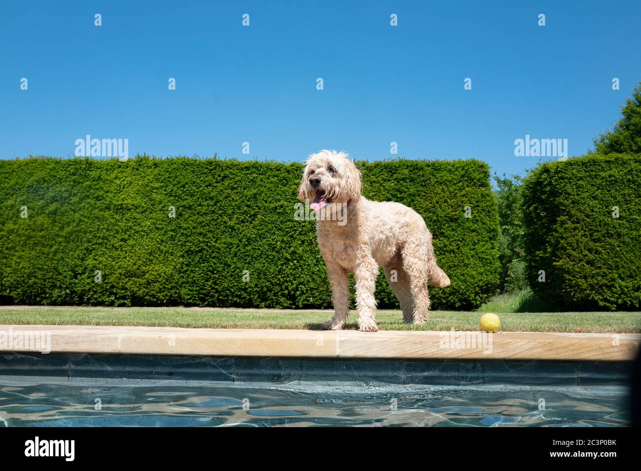 Labradoodle giocare in piscina Foto Stock