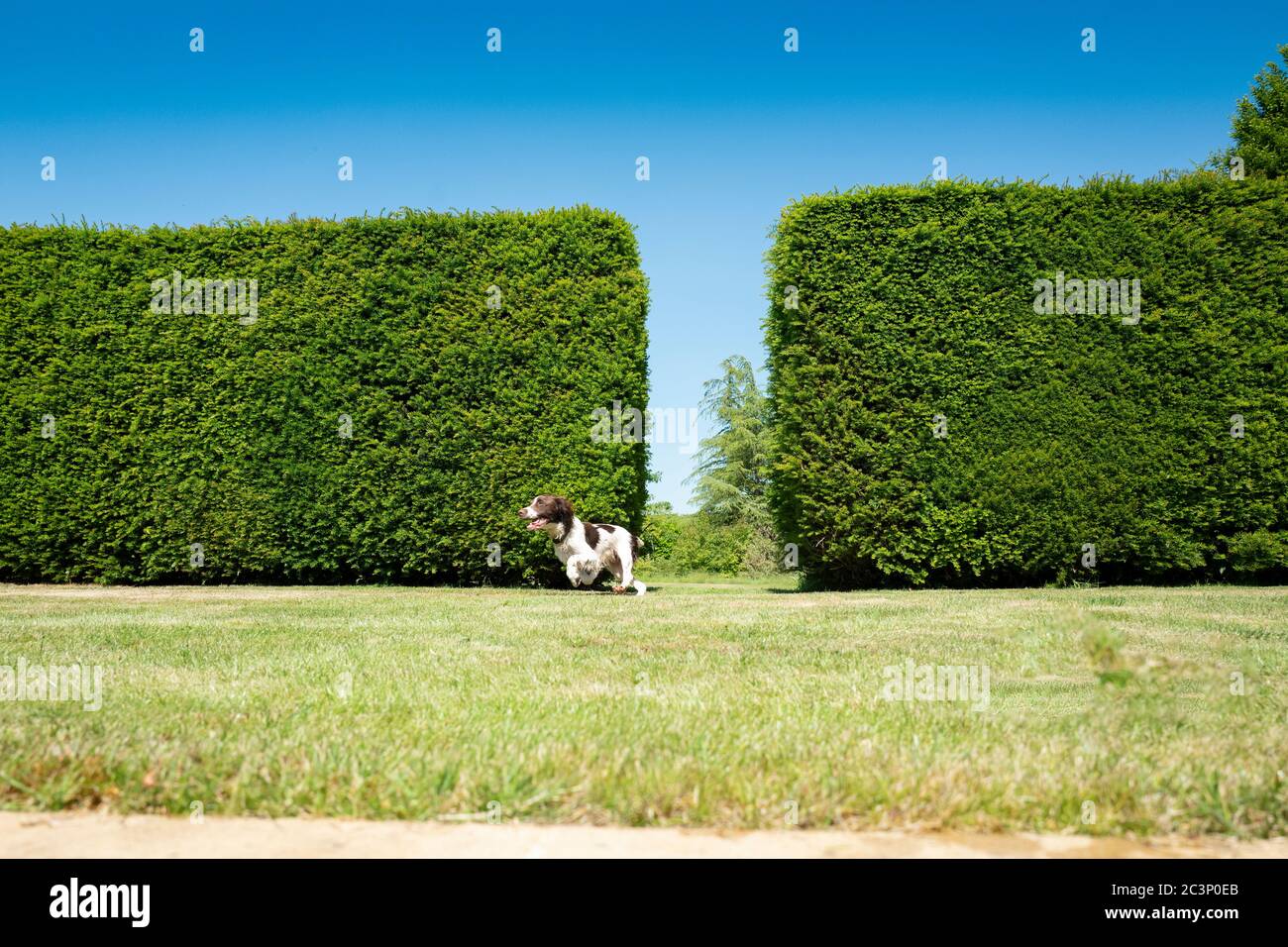 English Springer Spaniel Foto Stock