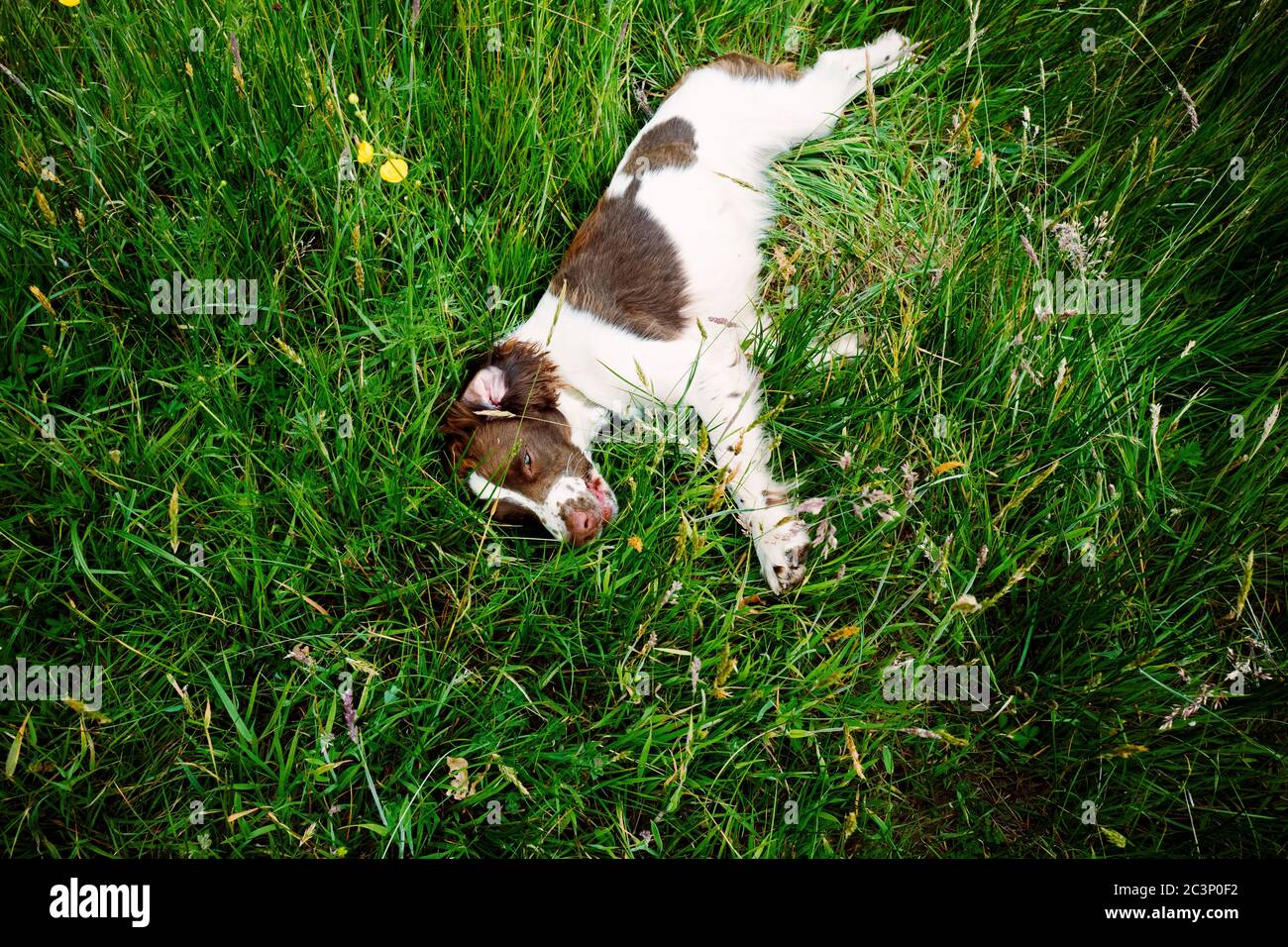 English Springer Spaniel Foto Stock