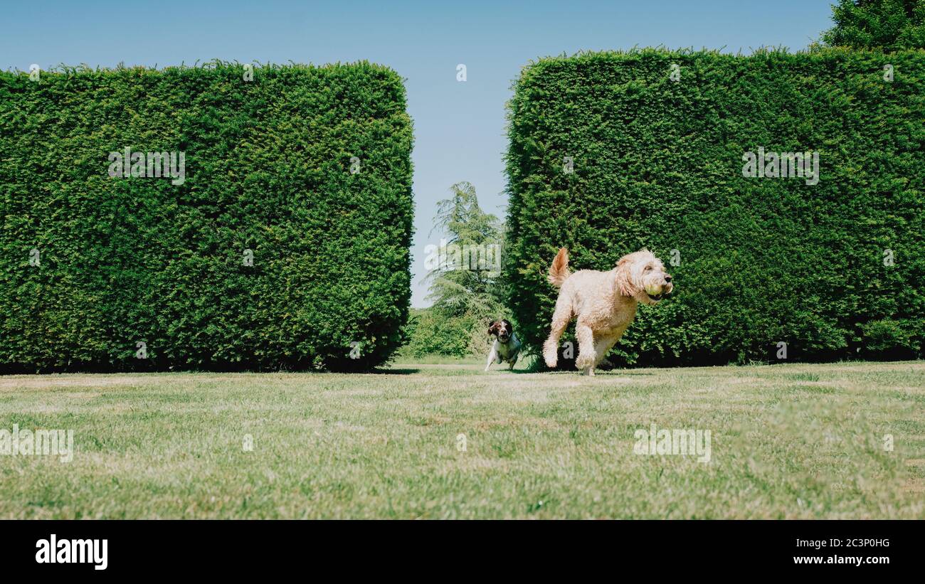 Springer Spaniel e Labradoodle che giocano in un giardino Foto Stock