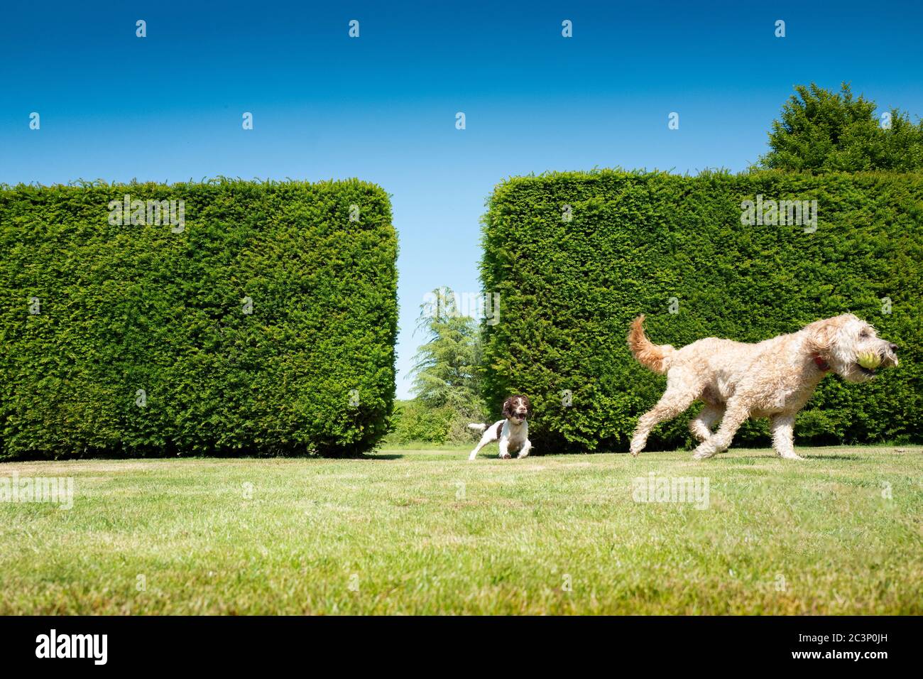 Springer Spaniel e Labradoodle che giocano in un giardino Foto Stock