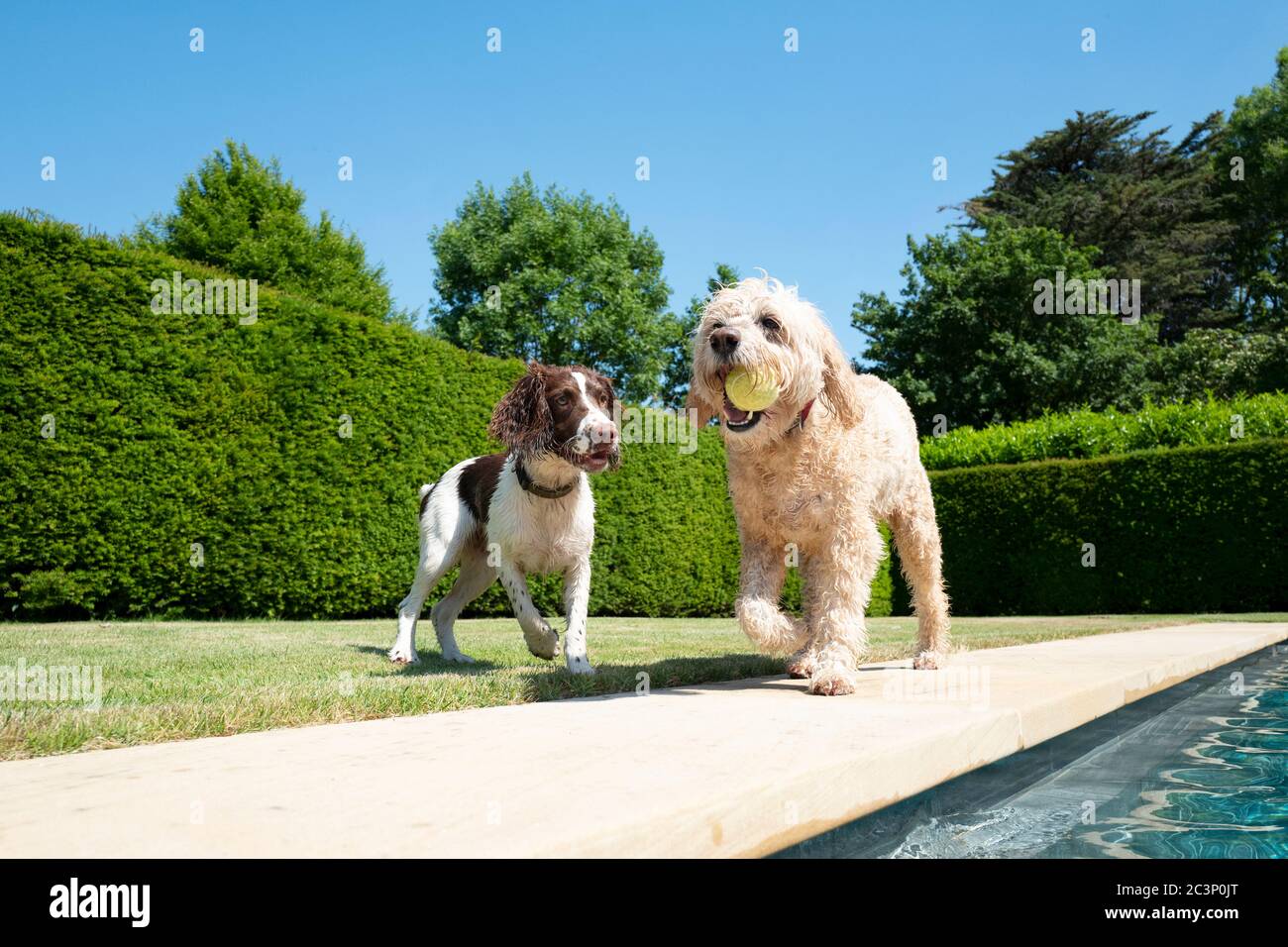 Labradoodle, Labradors e Spaniel che giocano in una piscina Foto Stock