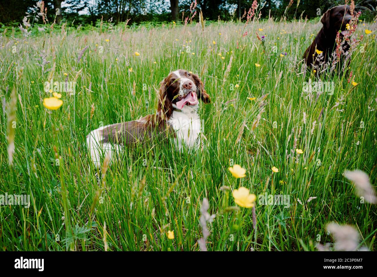 English Springer Spaniel Foto Stock