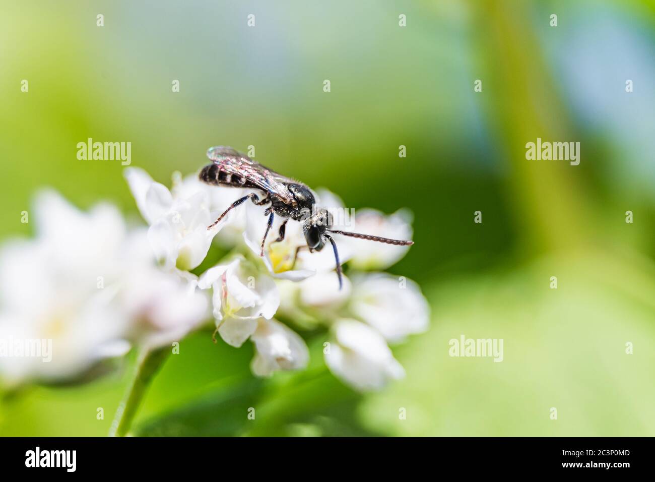 Una piccola ape su un fiore, un'ape che succhia su un nettare su un fiore Foto Stock