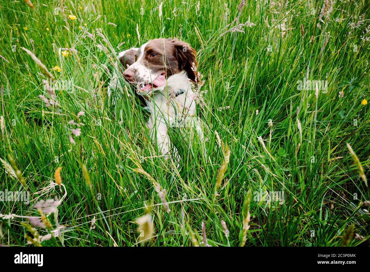English Springer Spaniel Foto Stock