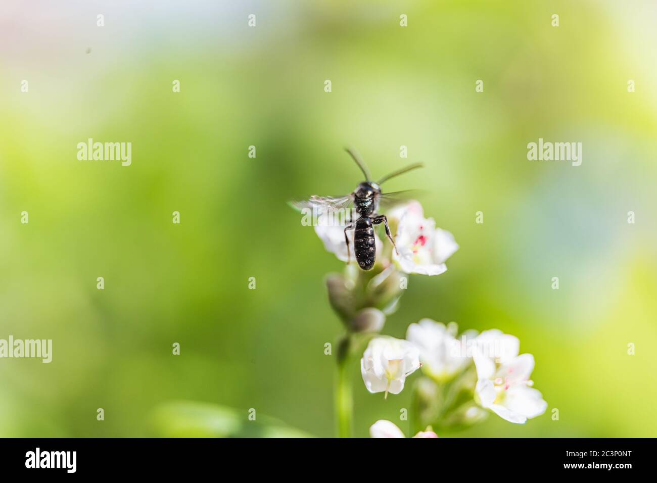 Una piccola ape su un fiore, un'ape che succhia su un nettare su un fiore Foto Stock