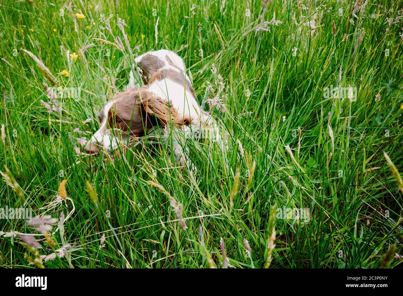 English Springer Spaniel Foto Stock