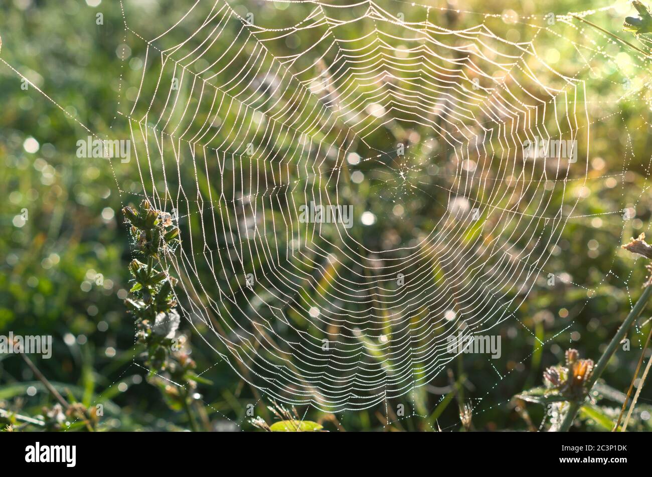 Ragnatela con gocce di rugiada. Foto Stock