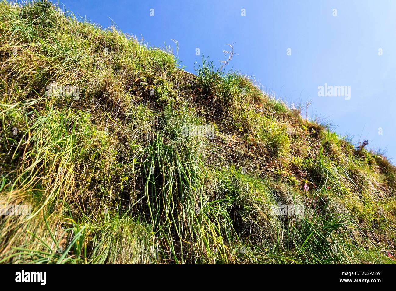 Piante verdi ed erba che crescono attraverso la rete di gabbioni di ferro galvanizzato scatole riempite di terreno, verde muro vivente, verticale giardino facciata esterna Foto Stock