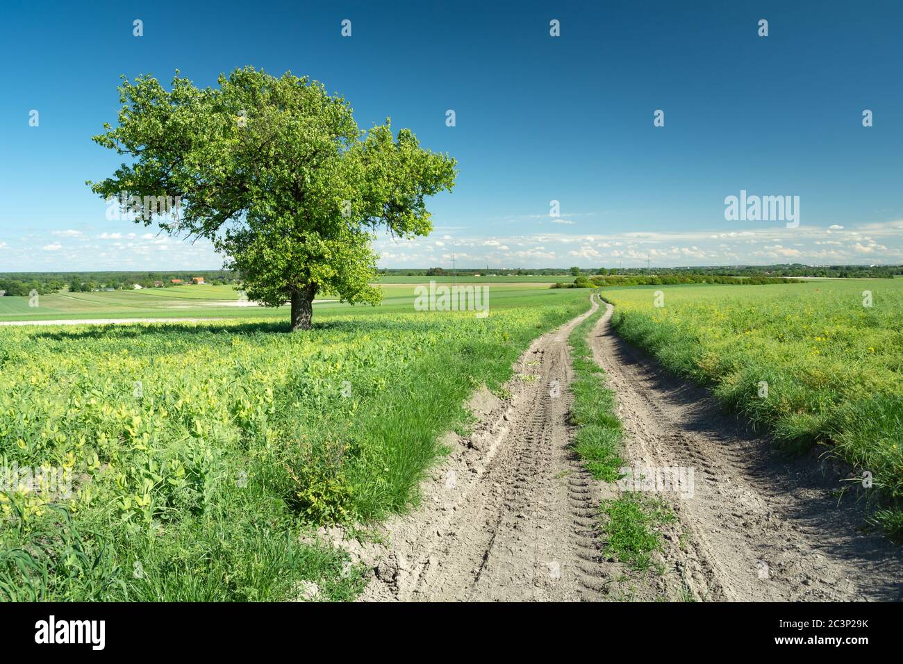 Bellissimo albero verde da strada sterrata e cielo blu, vista estiva Foto Stock