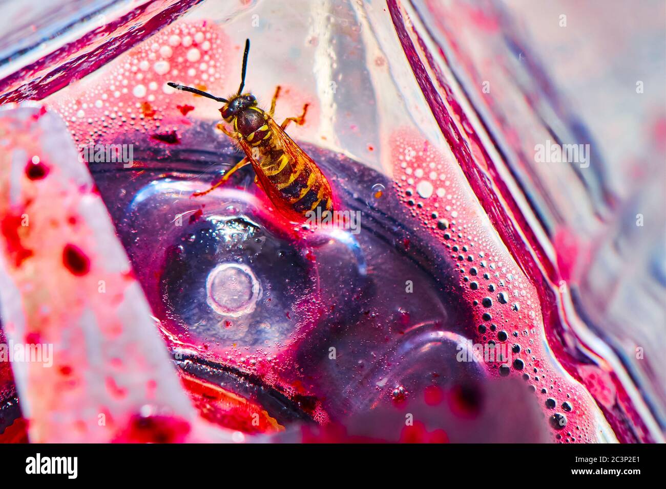 WASP seduto sulla lama di un frullatore e mangiando i resti di un frullato. Foto Stock