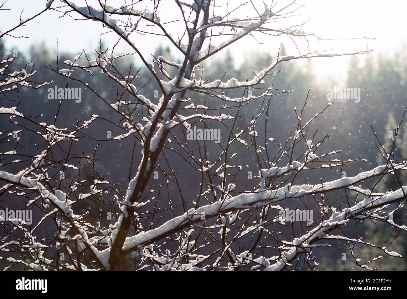 rami di albero coperti di neve in raggi di sole. Foto Stock