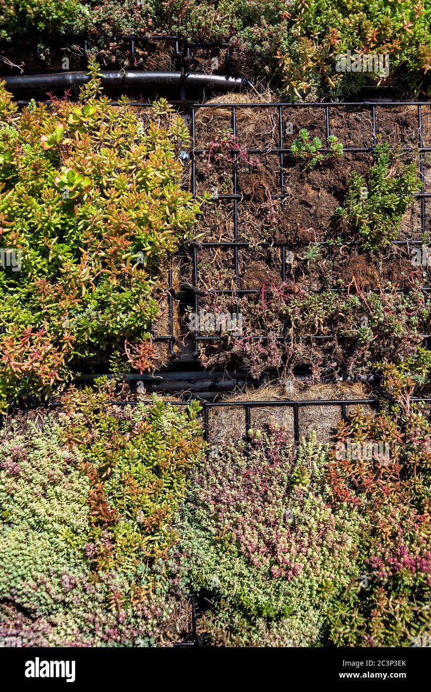 Piante verdi ed erba che crescono attraverso la rete di gabbioni di ferro  galvanizzato scatole riempite di terreno, verde muro vivente, verticale  giardino facciata esterna Foto stock - Alamy