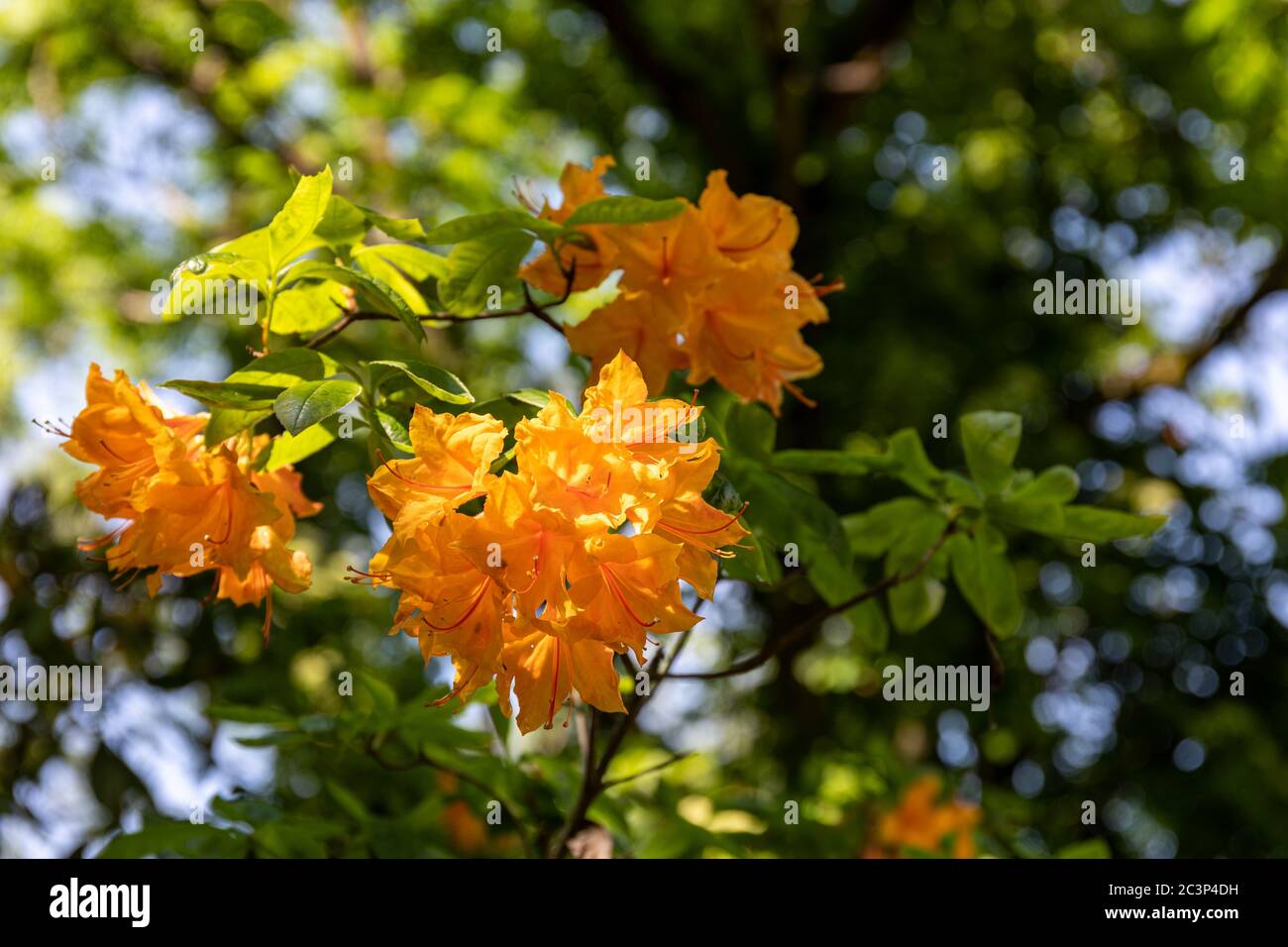 Fiori gialli di Rhododendron Gand unico Foto Stock