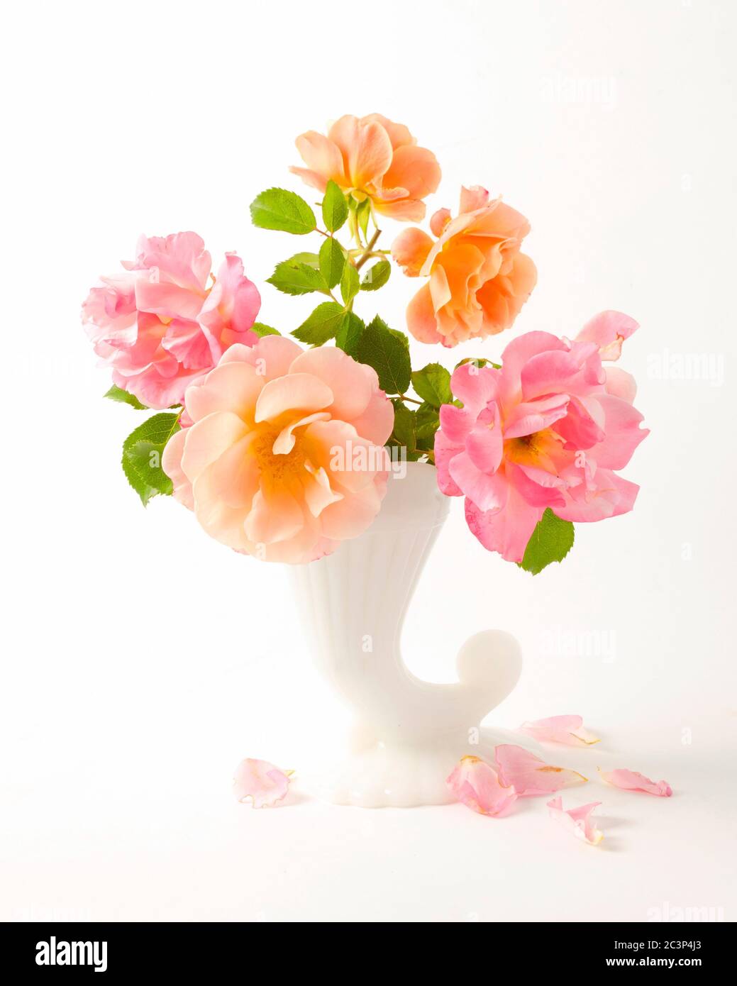 Rose rosa e arancio disposte in vaso di porcellana bianca Foto Stock