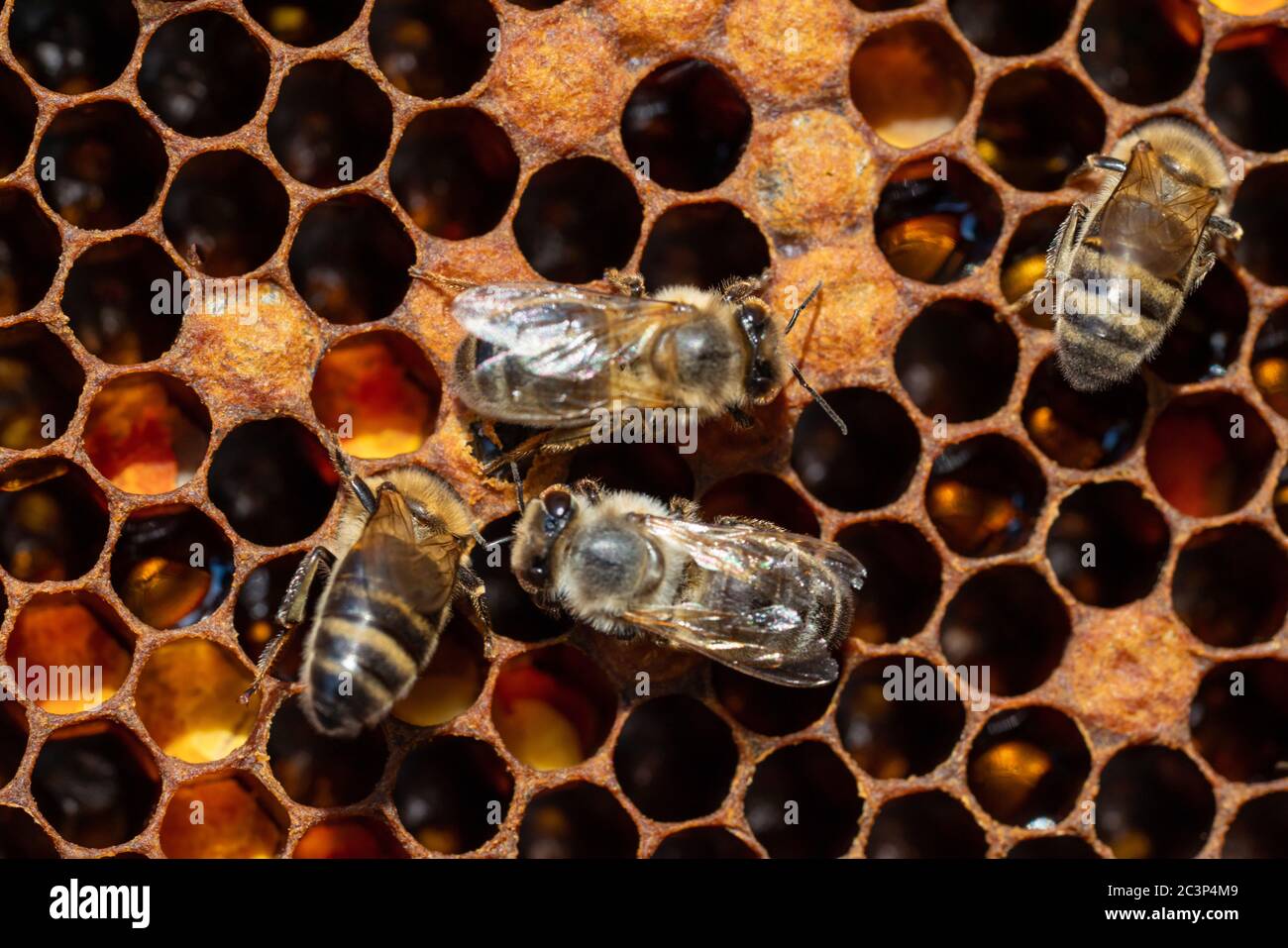 Primo piano delle api da lavoro sui nidi d'ape. Immagine dell'apicoltura e della produzione del miele Foto Stock