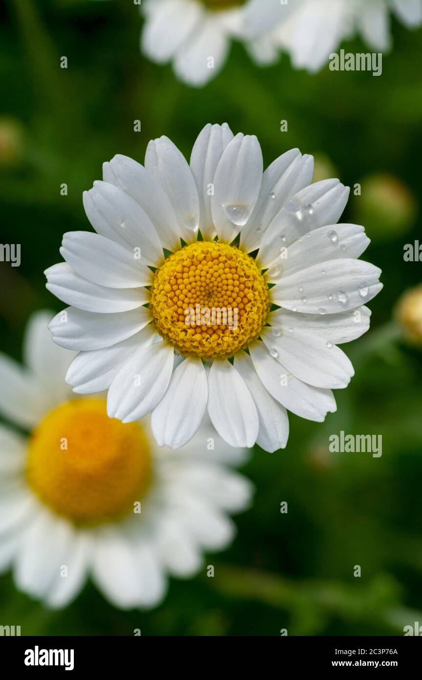 Fiore selvatico. Fiori di camomilla o margherita in primavera su un prato. Vista dall'alto. Primo piano. Foto Stock